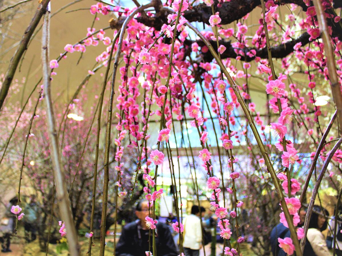 中止 名城公園 梅まつり 公式 名古屋市観光情報 名古屋コンシェルジュ