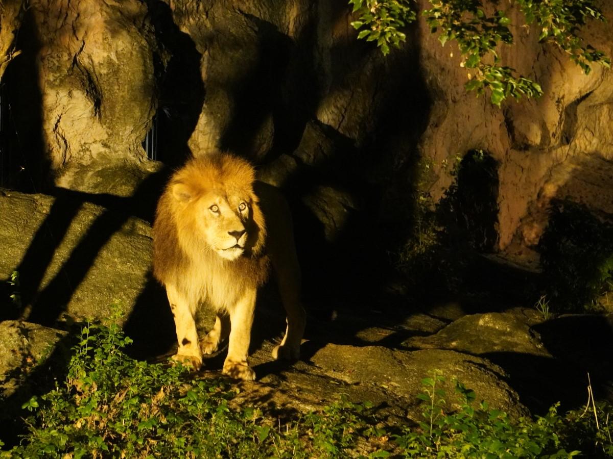 東山動植物園ナイトzoo Garden 公式 名古屋市観光情報 名古屋コンシェルジュ