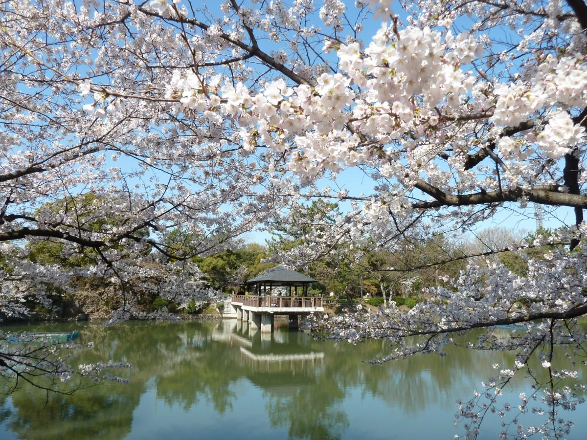 中止 鶴舞公園 花まつり 公式 名古屋市観光情報 名古屋コンシェルジュ