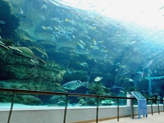 名古屋港水族館「水族館deバレンタインモーニング」