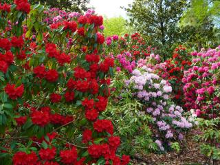 Higashiyama Zoo and Botanical Gardens Spring Festival