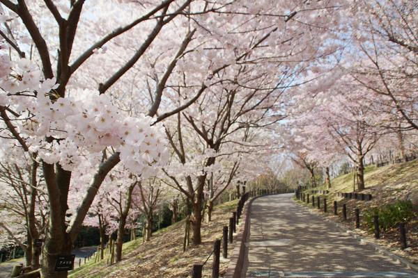 中止 東山動植物園春まつり 公式 名古屋市観光情報 名古屋コンシェルジュ