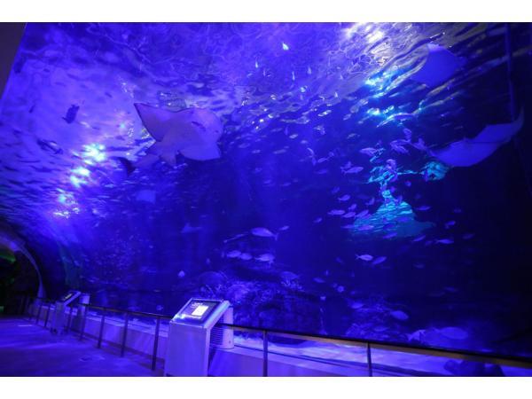 Romantic Aquarium