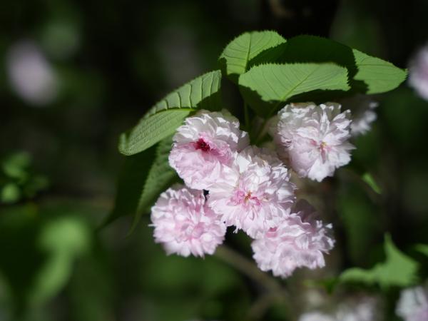 宵の八重桜さんぽ