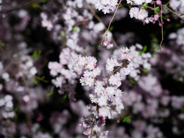 宵の八重桜さんぽ