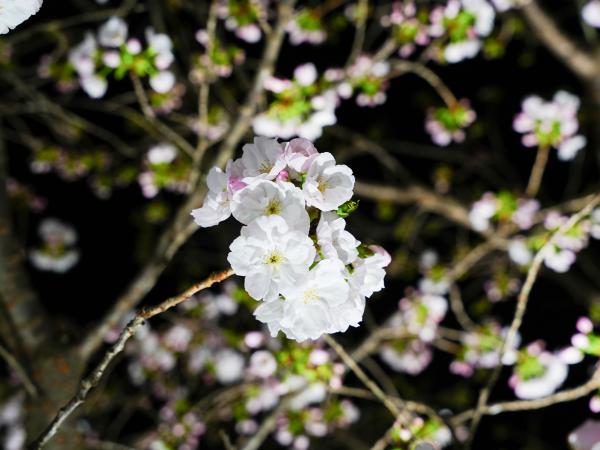 宵の八重桜さんぽ