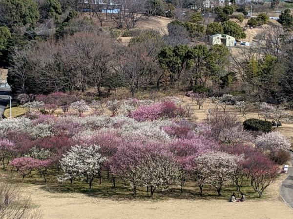 花梅まつり