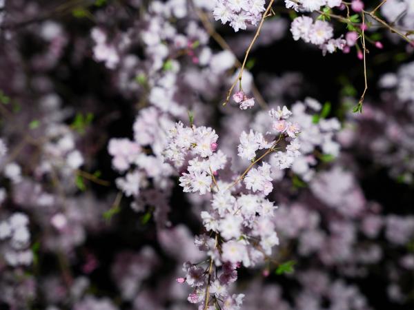 東山動植物園　桜