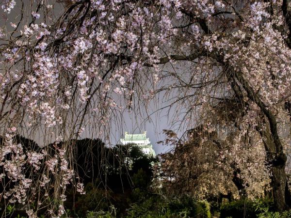 名城公園の桜