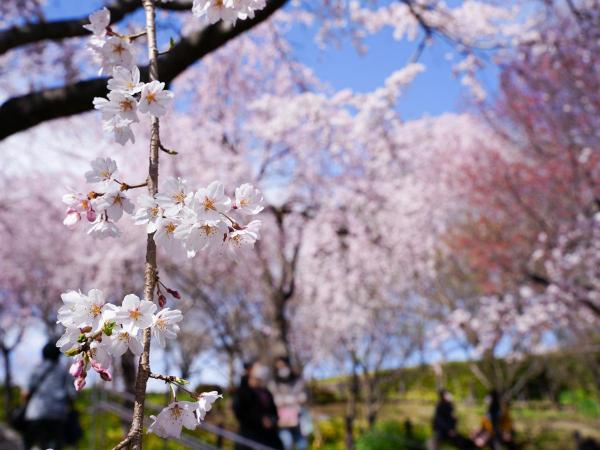 東山動植物園　桜