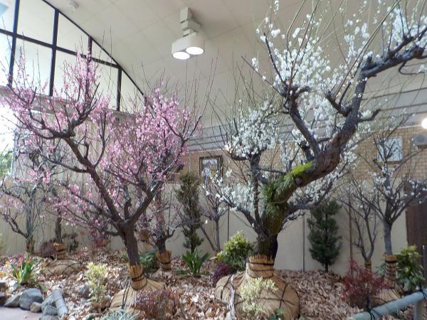 Meijo Park Flower Plaza plum blossoms