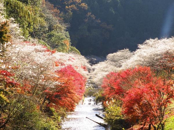 名古屋的紅葉特集 專題 名古屋旅遊官方網站visit Nagoya