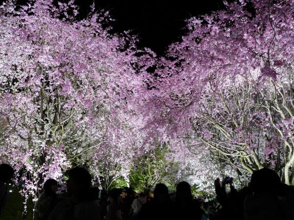 東山動植物園　桜