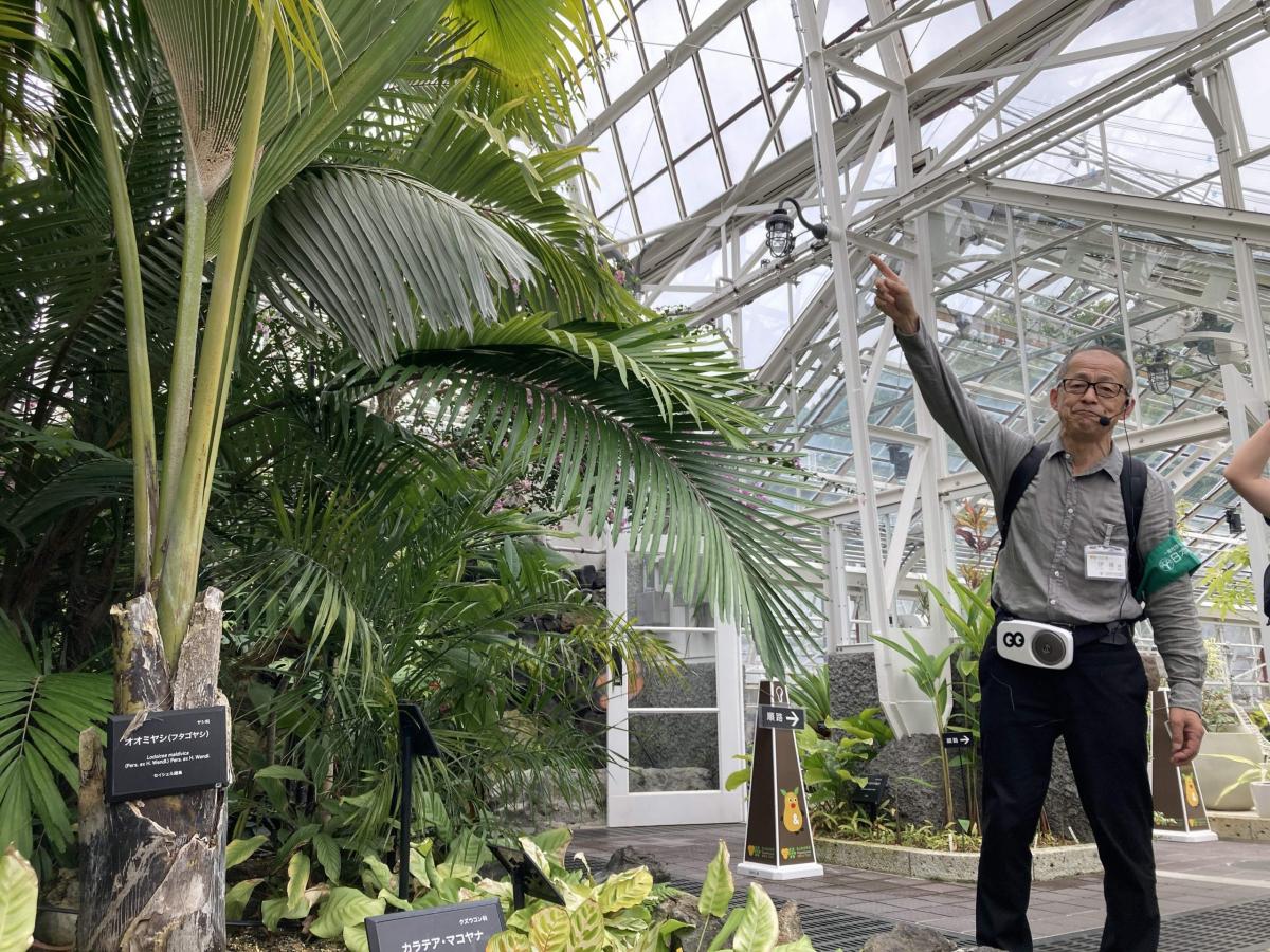 【東山植物園・紅葉】樹木医だから成功できた「東洋一の水晶宮」と謳われた最古温室の引越し秘話！真っ赤に色づく紅葉園遊会ツアー ～元植物園長がご案内！約7000種の四季の草花、紅葉や椿の花景色を愛でる～