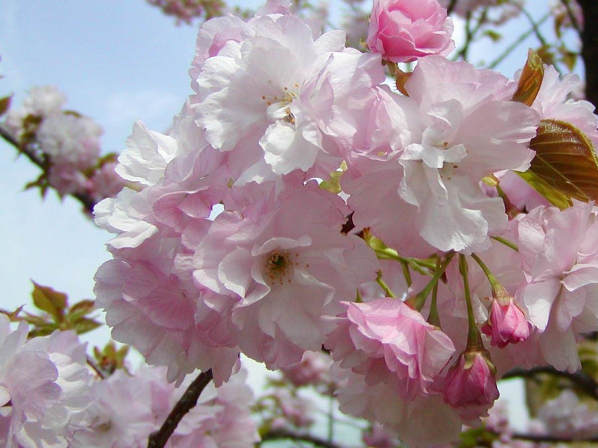 お花見園遊会ツアー