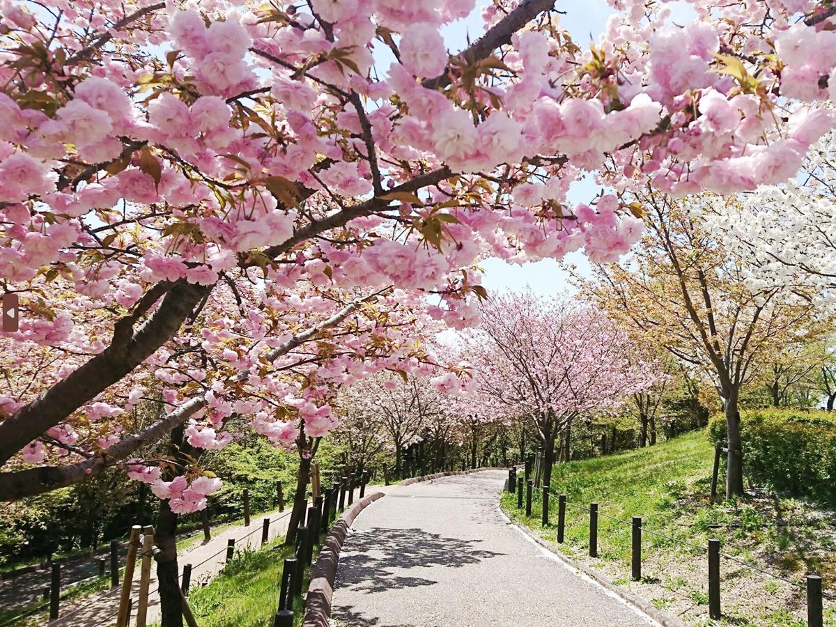 お花見園遊会ツアー