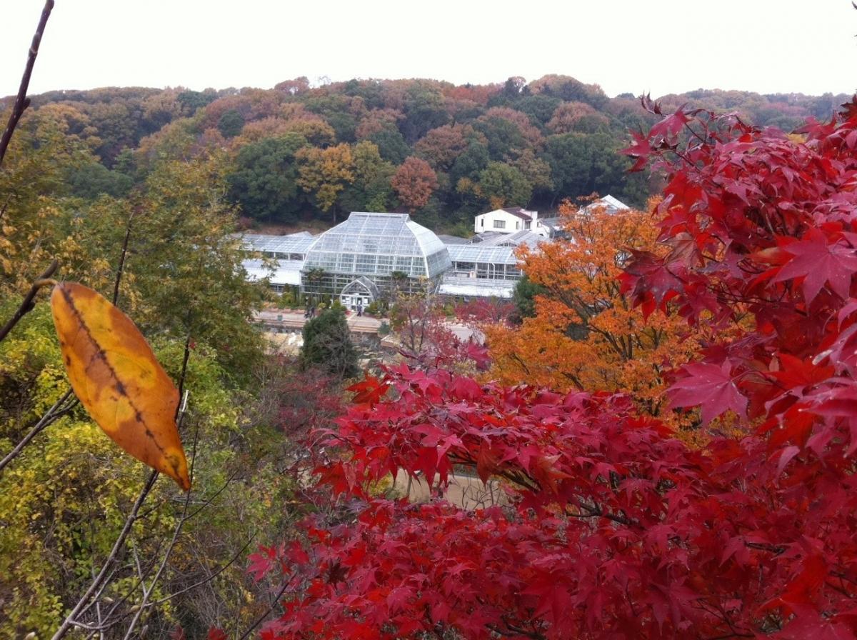 【東山植物園・紅葉】樹木医だから成功できた「東洋一の水晶宮」と謳われた最古温室の引越し秘話！真っ赤に色づく紅葉園遊会ツアー ～元植物園長がご案内！約7000種の四季の草花、紅葉や椿の花景色を愛でる～