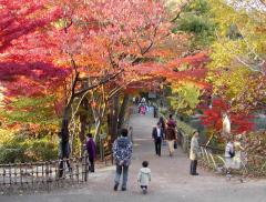 【東山植物園・紅葉】樹木医だから成功できた「東洋一の水晶宮」と謳われた最古温室の引越し秘話！真っ赤に色づく紅葉園遊会ツアー ～元植物園長がご案内！約7000種の四季の草花、紅葉や椿の花景色を愛でる～