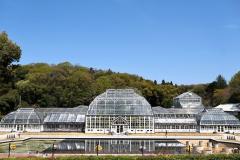 【東山植物園・紅葉】樹木医だから成功できた「東洋一の水晶宮」と謳われた最古温室の引越し秘話！真っ赤に色づく紅葉園遊会ツアー ～元植物園長がご案内！約7000種の四季の草花、紅葉や椿の花景色を愛でる～