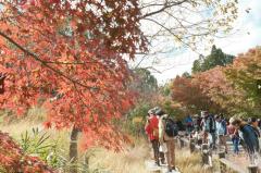 【東山植物園・紅葉】樹木医だから成功できた「東洋一の水晶宮」と謳われた最古温室の引越し秘話！真っ赤に色づく紅葉園遊会ツアー ～元植物園長がご案内！約7000種の四季の草花、紅葉や椿の花景色を愛でる～